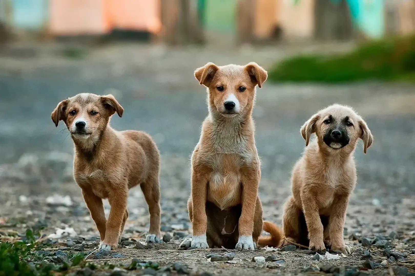Pós-Graduação EAD em MEDICINA VETERINÁRIA DO COLETIVO
